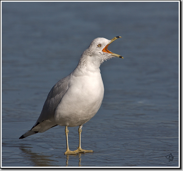 Ring-billed Gull
