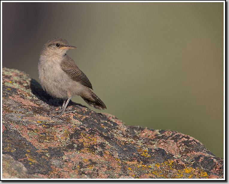 Wren