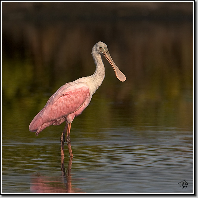 Spoonbill