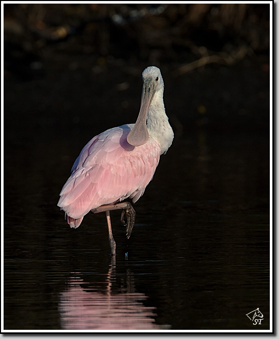 Spoonbill