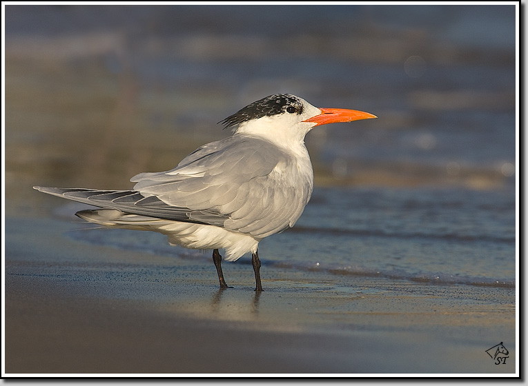 Royal Tern