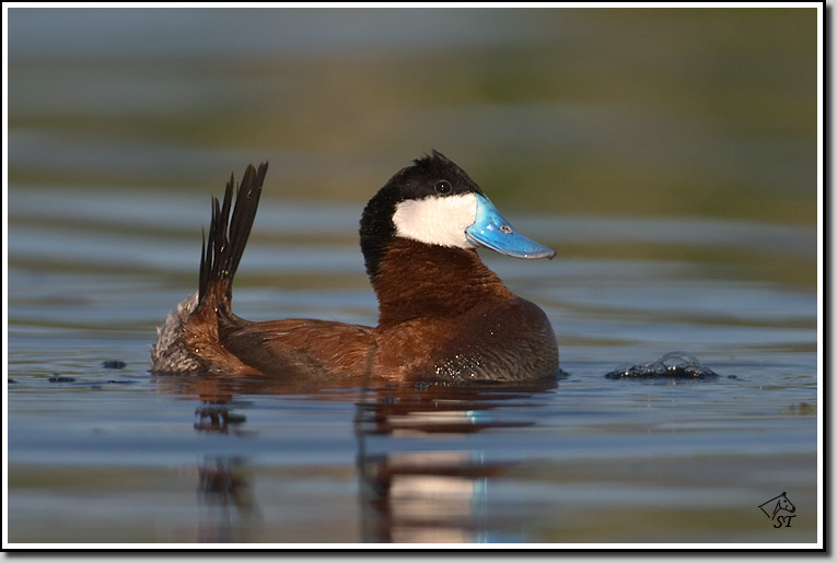 Ruddy Duck