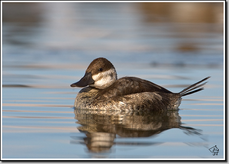 Ruddy Duck