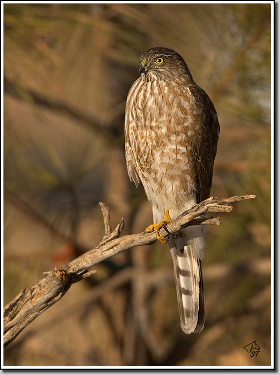 Sharp Shinned