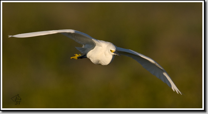 Snowy Egret