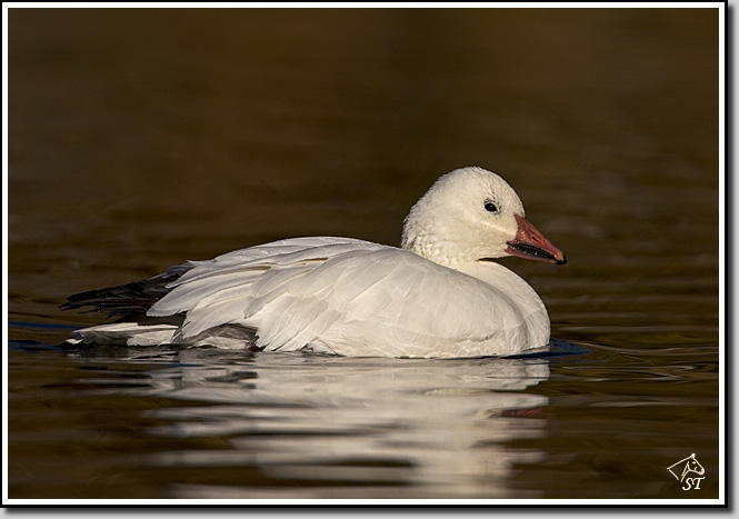 Snow Goose
