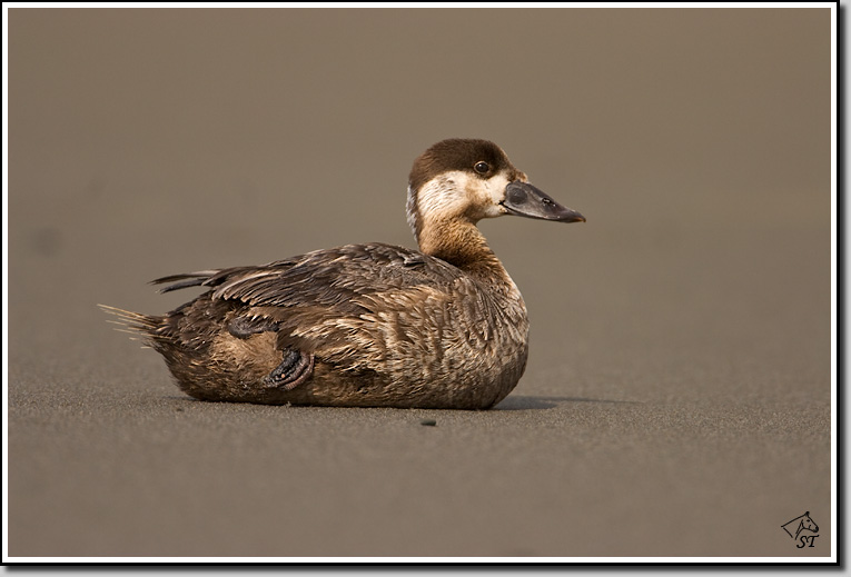 Surf Scoter