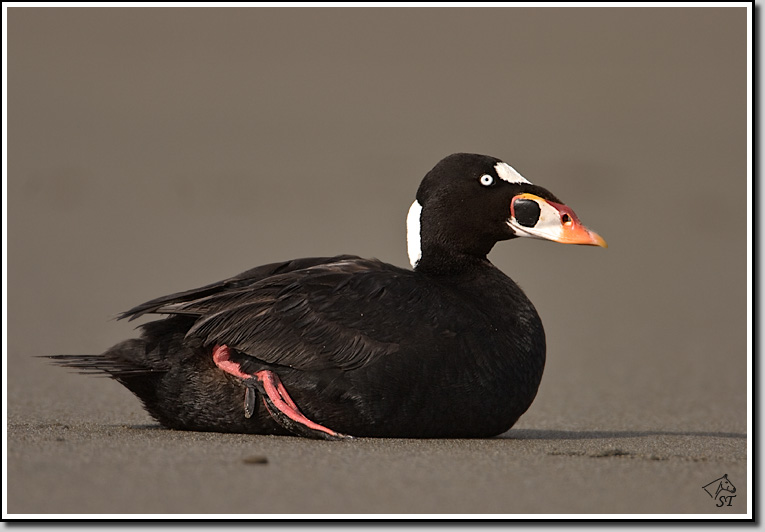 Surf Scoter