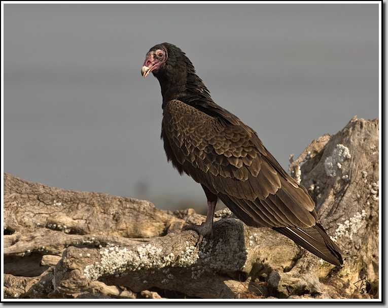 Turkey Vulture
