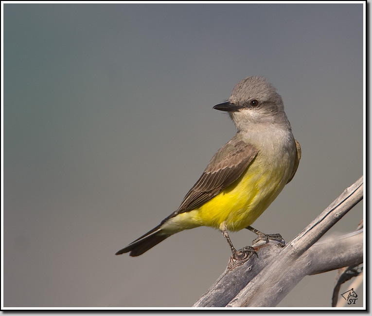 Kingbird