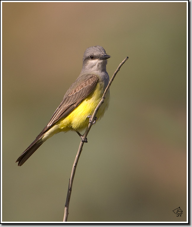 Kingbird