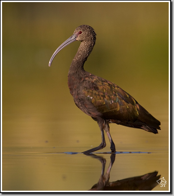 WF Ibis