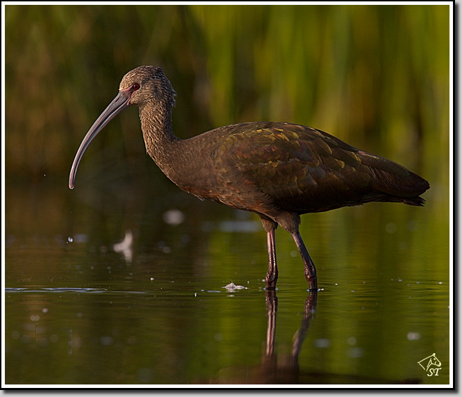 WF Ibis