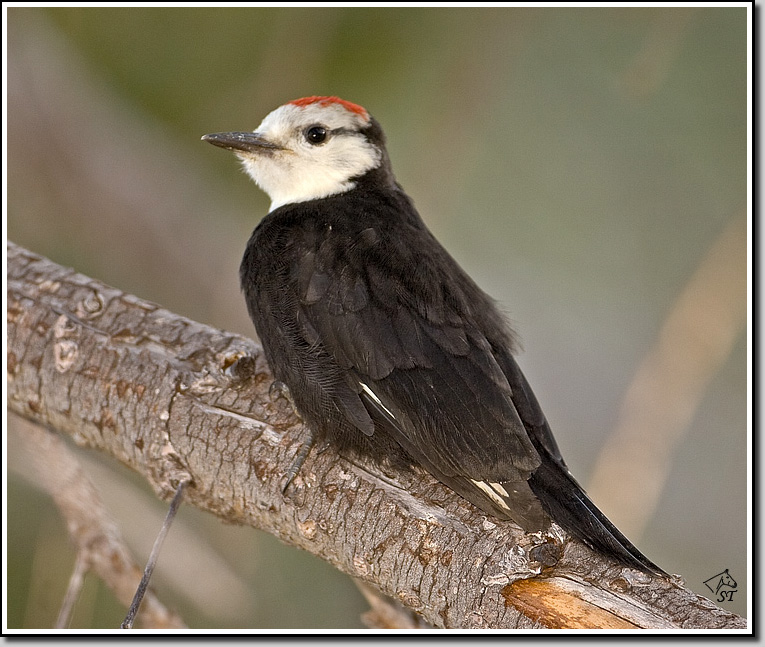 White-headed Woodpecker