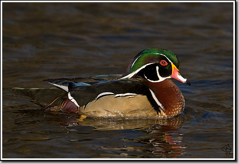 Wood Duck