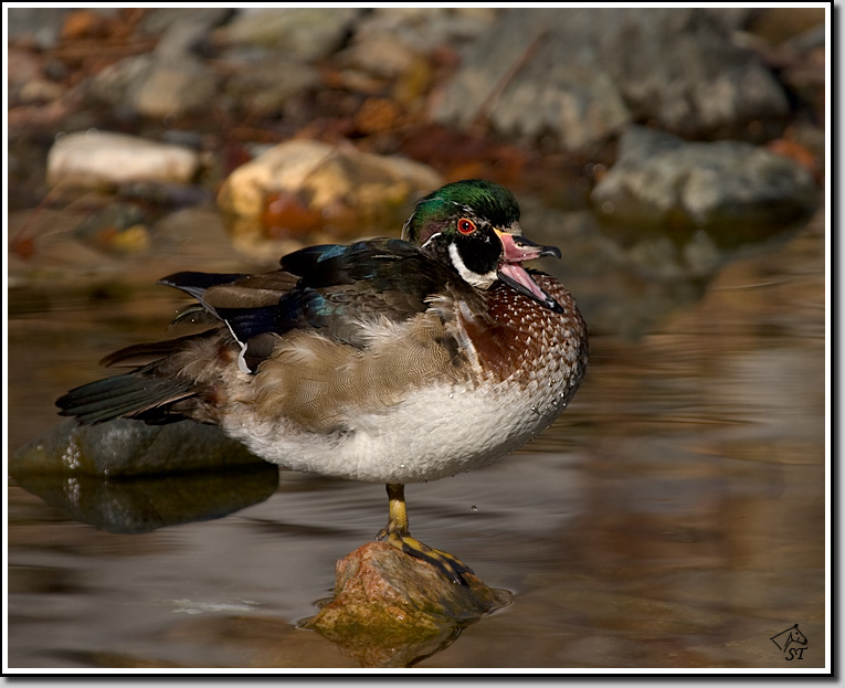 Wood Duck