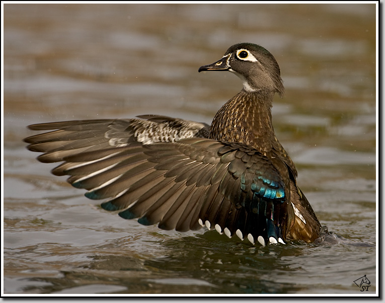 Wood Duck female