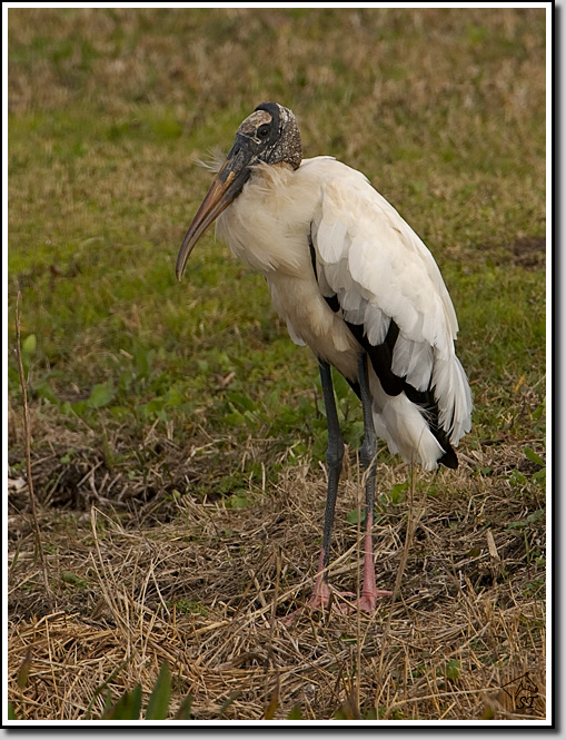 Wood Stork