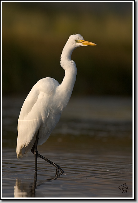Great Egret