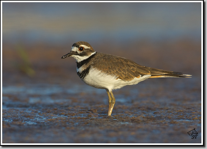 Killdeer