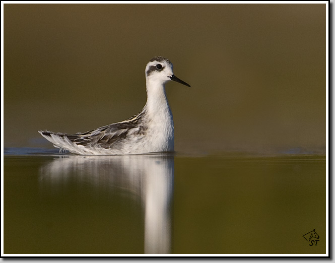 Phalarope