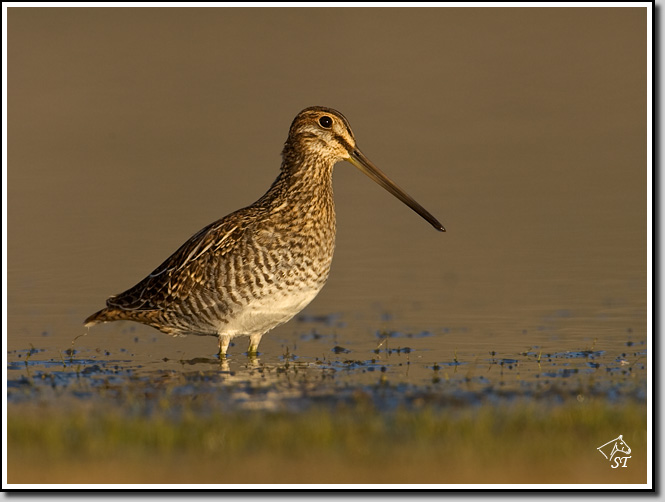 Snipe