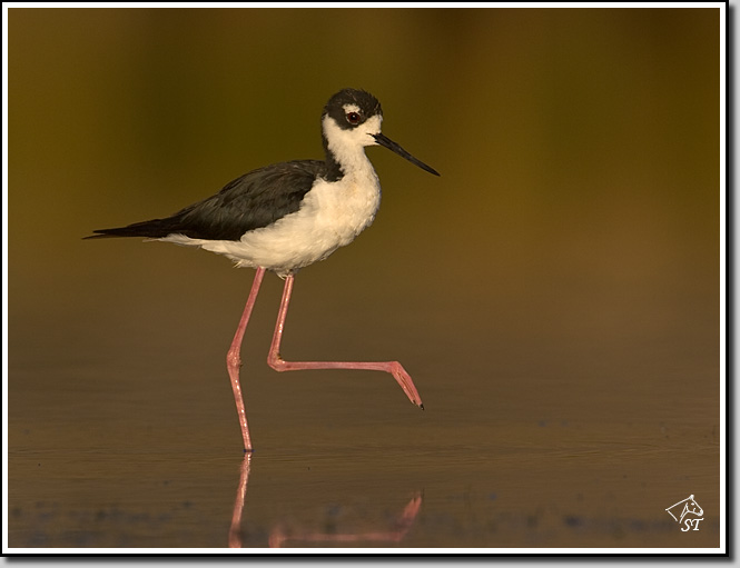 Stilt