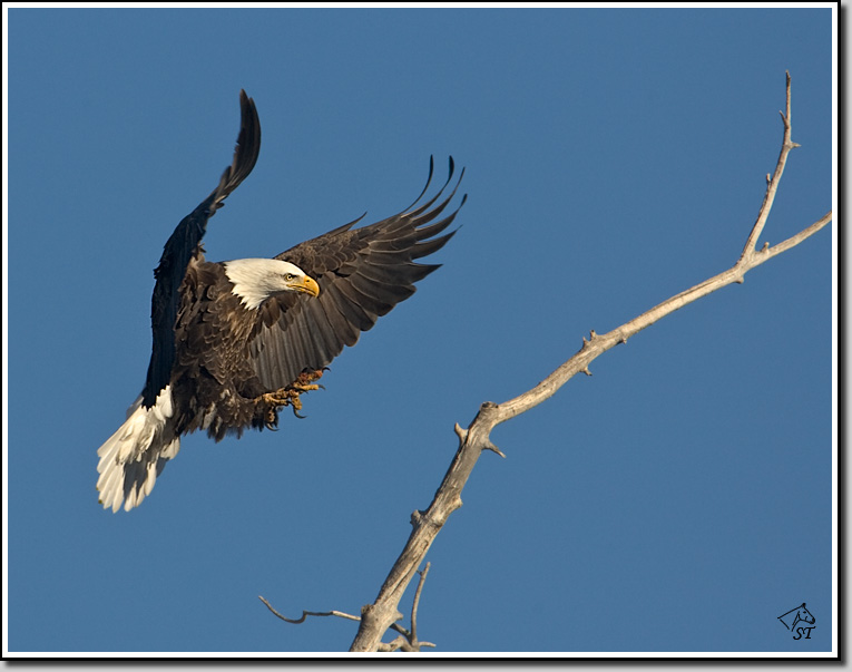 Bald Eagle