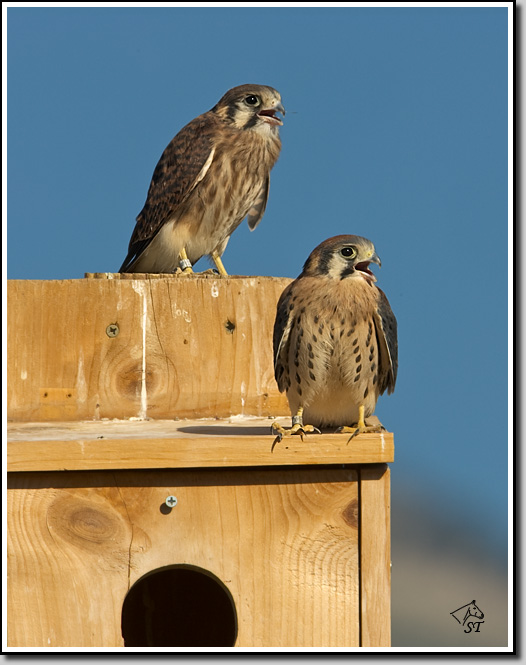 Kestrel