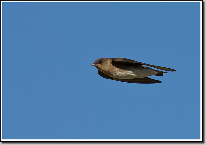 Northern RW Swallow