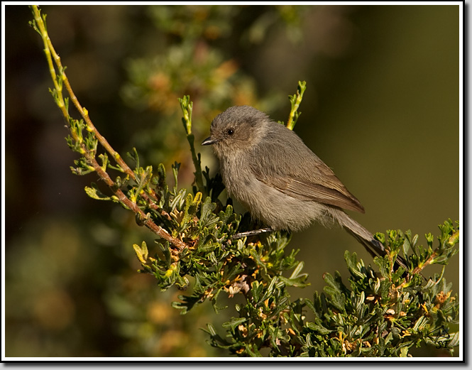 Bushtit