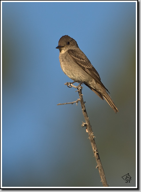 Western Wood-Pewee