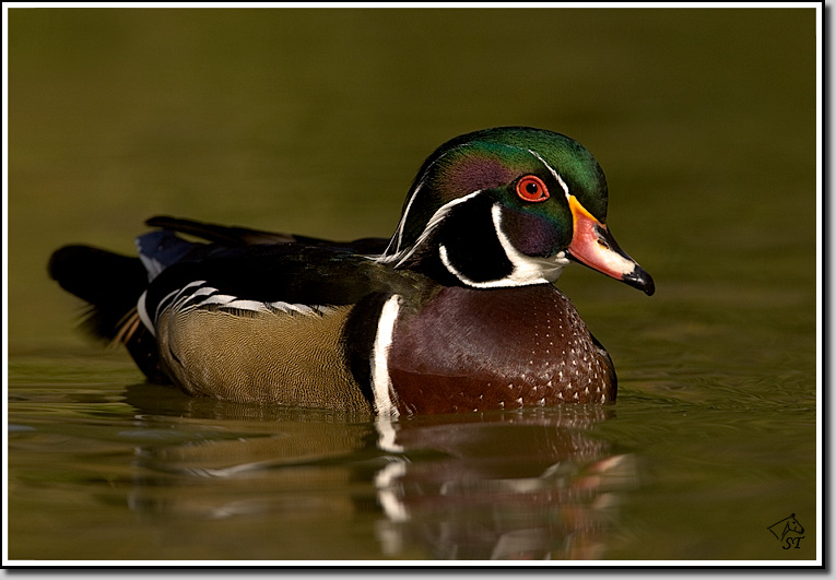 Wood Duck