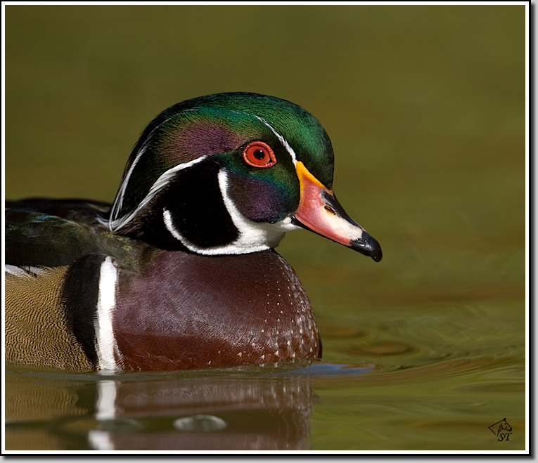 Wood Duck