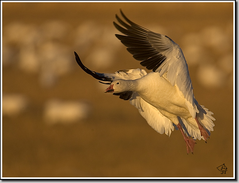 Snow Goose