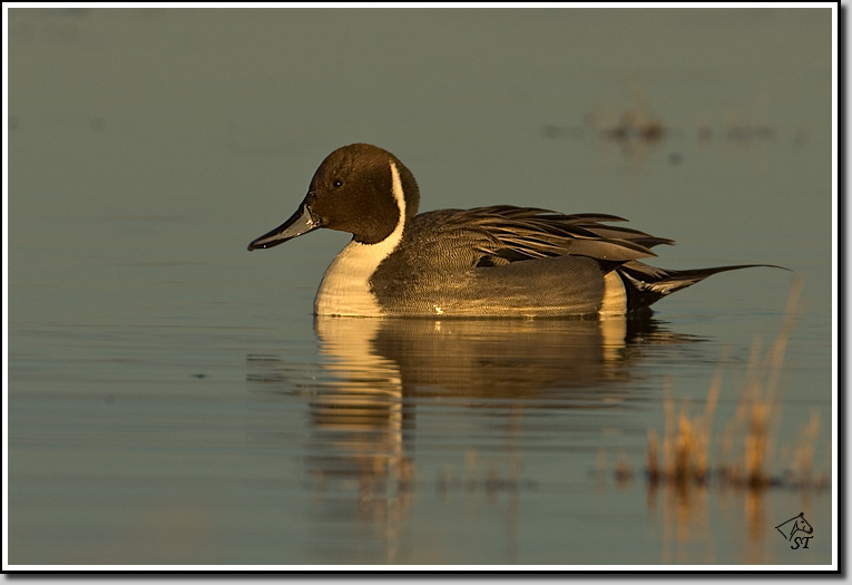 Northern Pintail