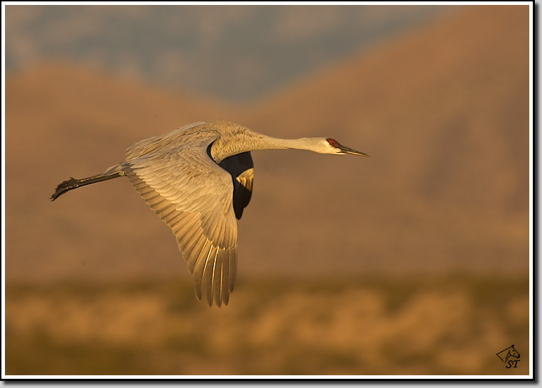 Sandhill Crane