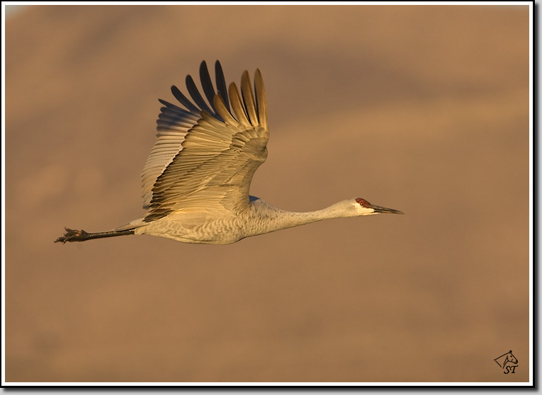 Sandhill Crane