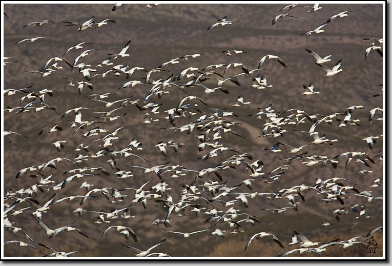 Snow Geese