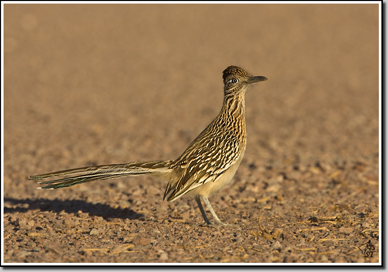 Roadrunner