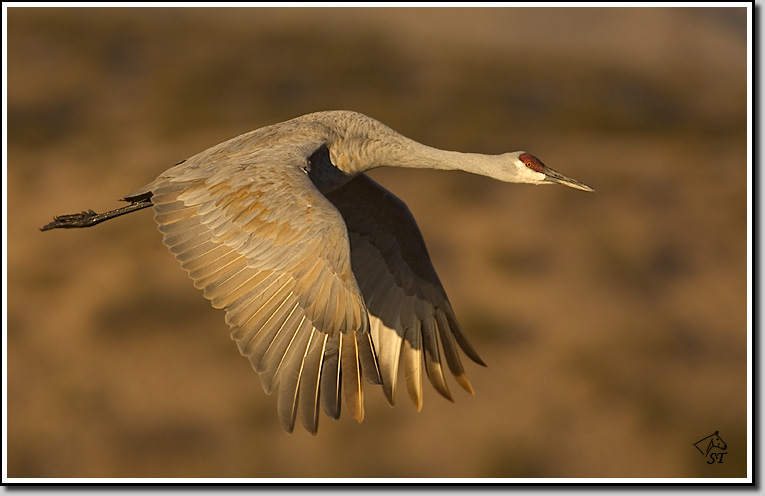 Sandhill Crane