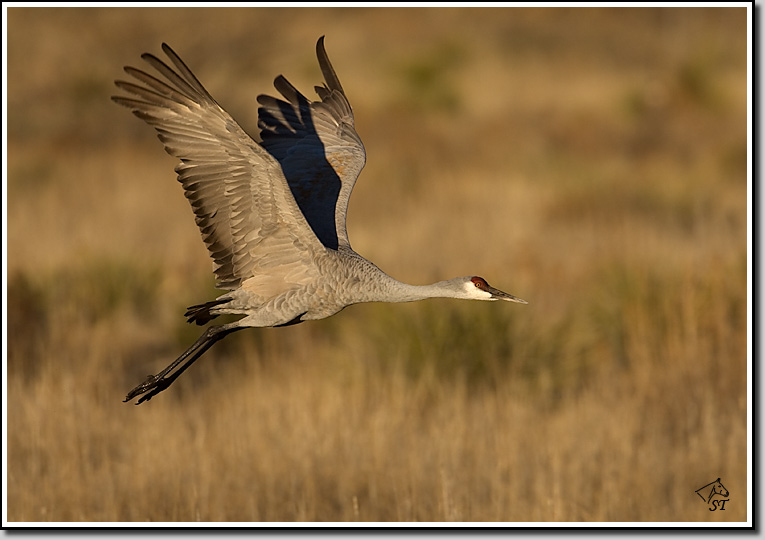 Sandhill Crane