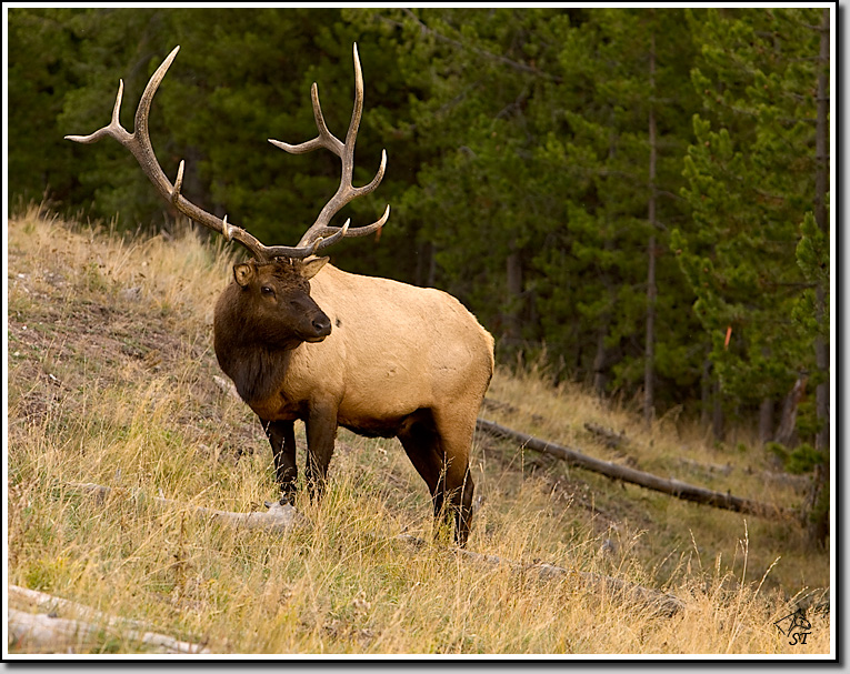 Elk