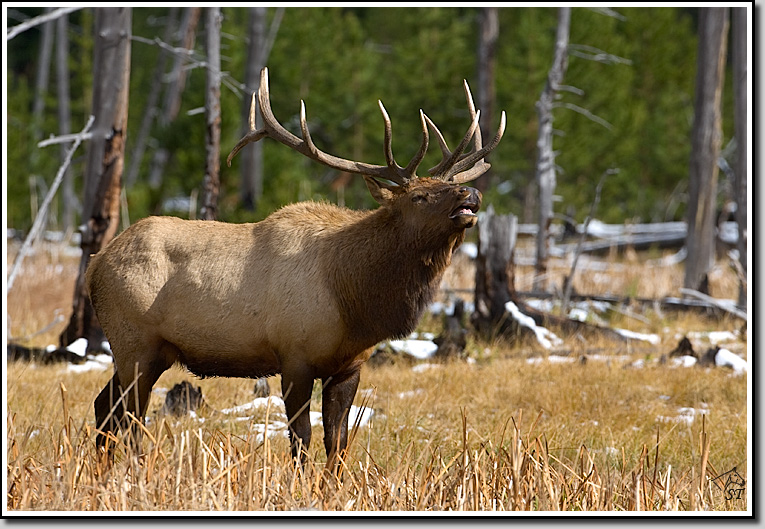 Elk