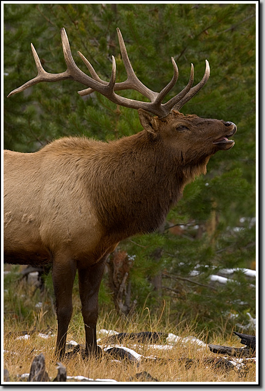 Elk