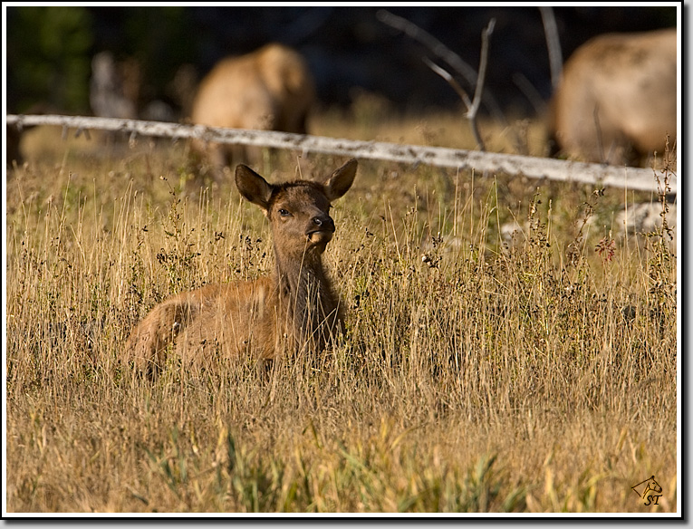 Elk Calf
