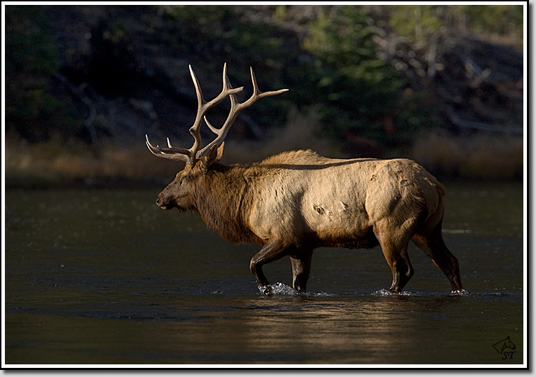 Elk