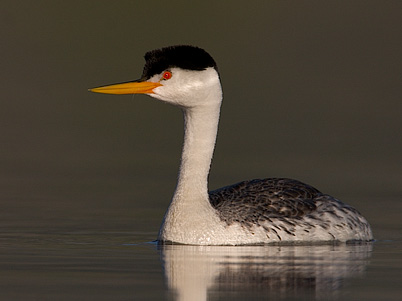 Clark's Grebe