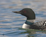 Common Loon