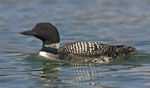 Common Loon